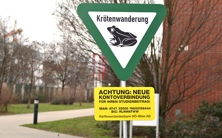 Krötenwanderung